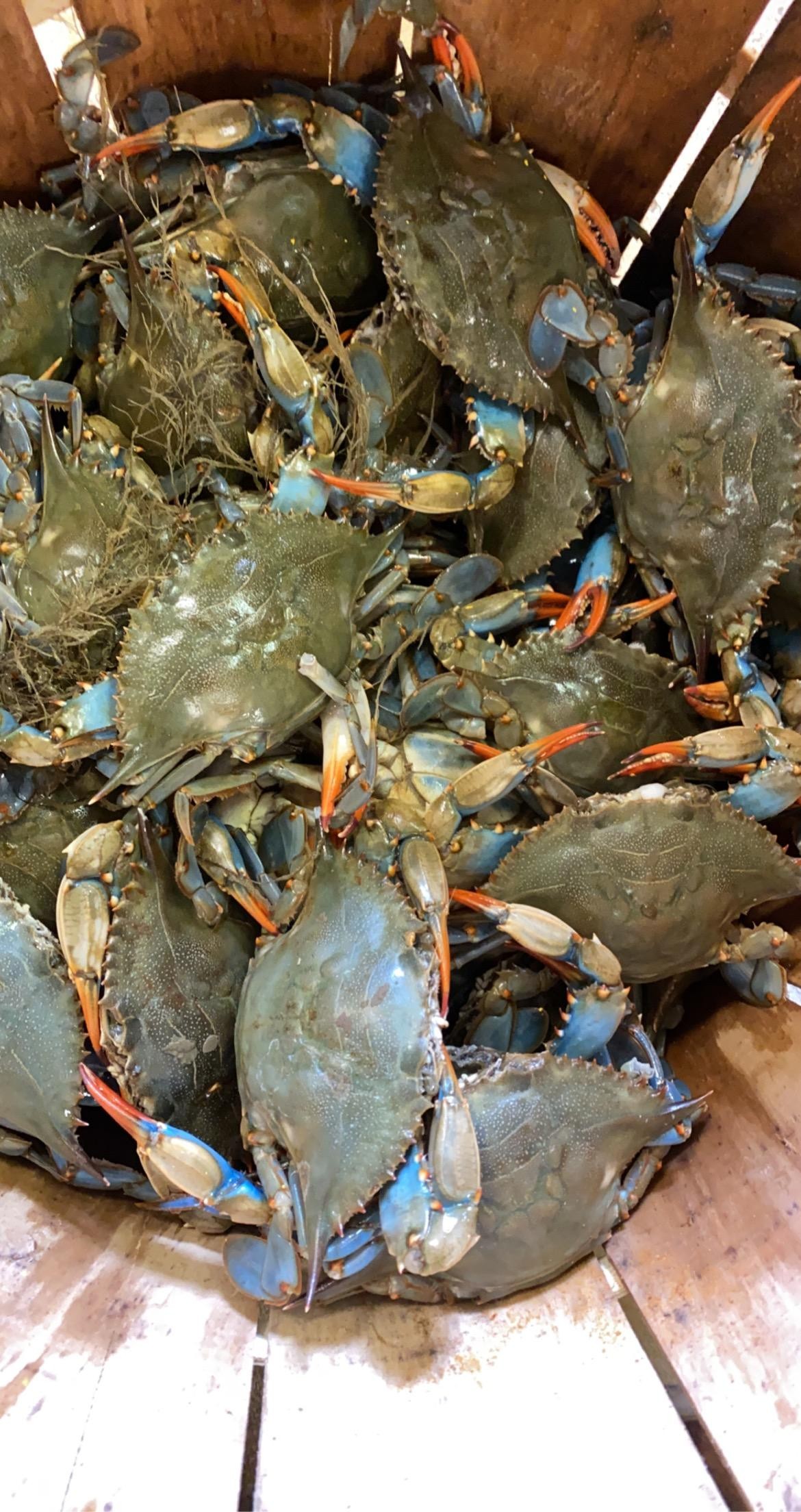 Southern Maryland Crabs and Seafood - 1/2 Bushel Mixed Sizes Females