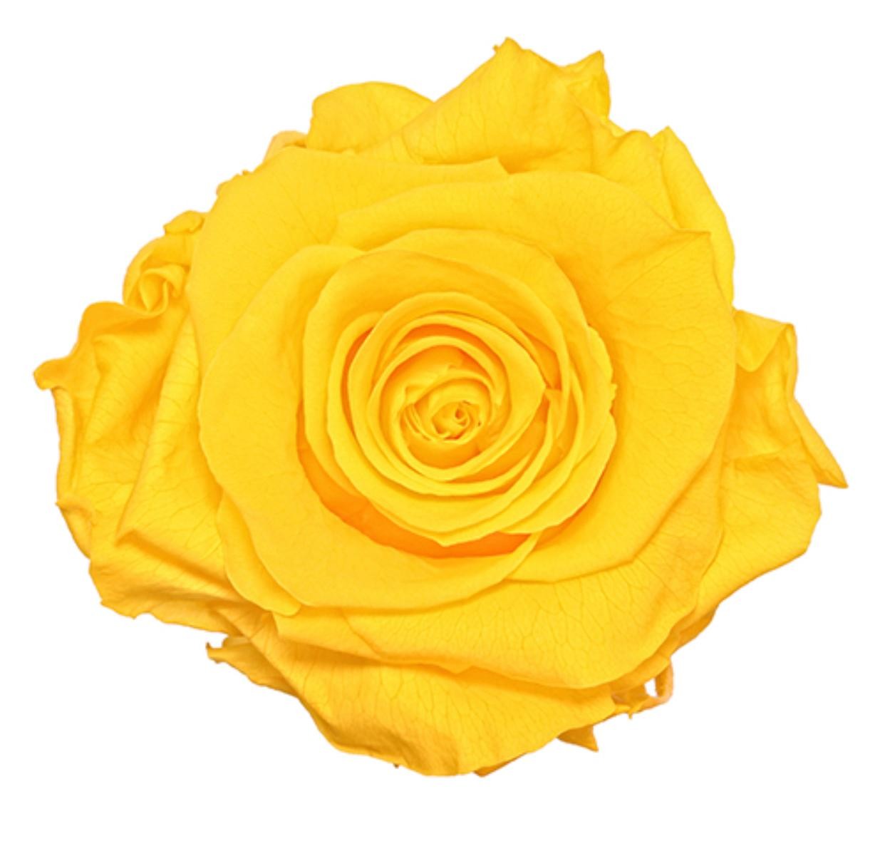 Preserved Ecuador Roses - Yellow