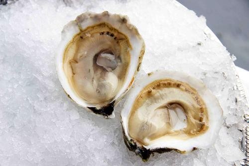 Oysters "Standish Shore" Duxbury, MA - (10)