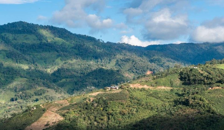 French Press: Peru / Cajamarca