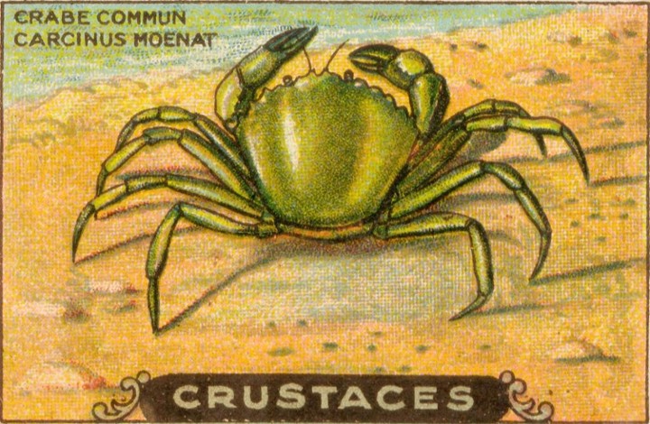 Crab Paste