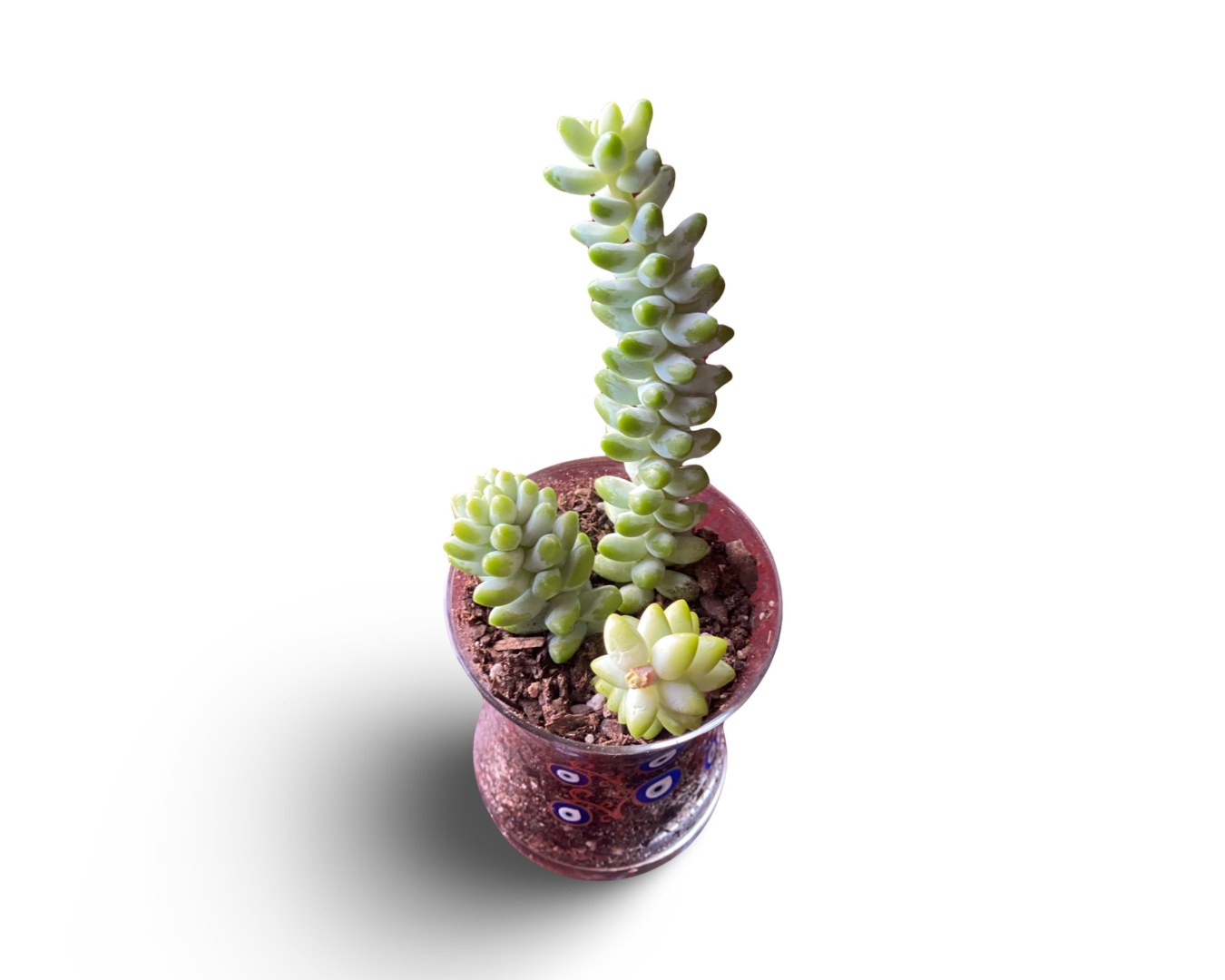 Mini Plant (Donation)