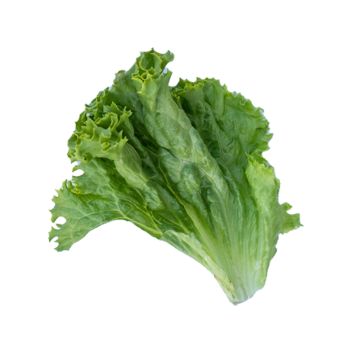 Lettuce