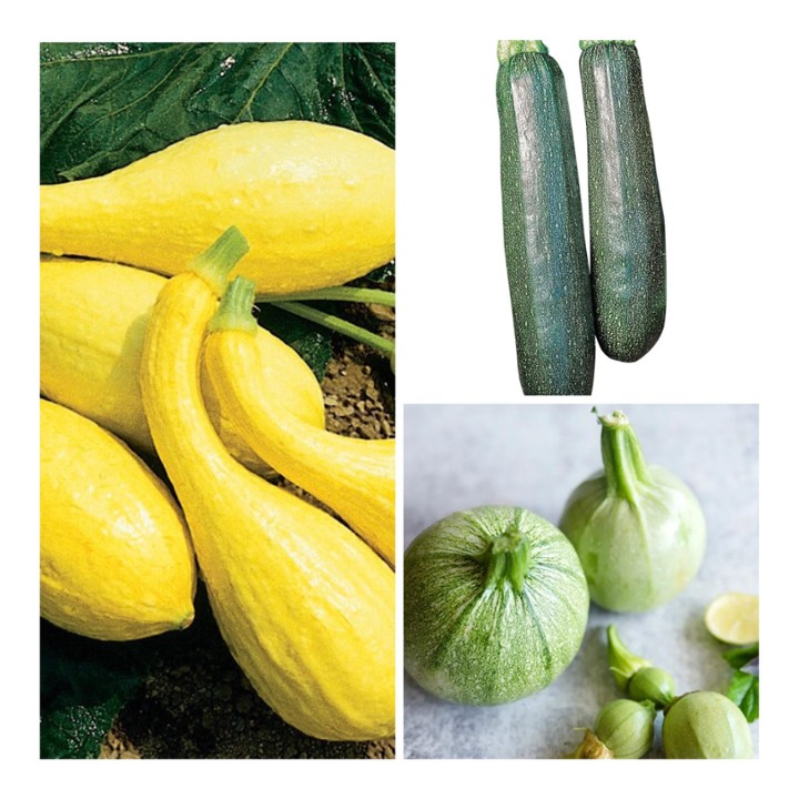 Squash/Zucchini