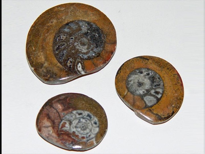 Brown Fossil Polished Ammonites