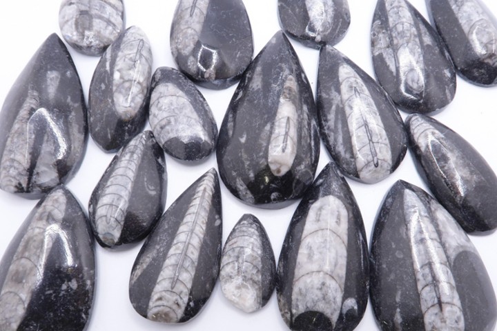 Black Fossil Orthoceras Pieces