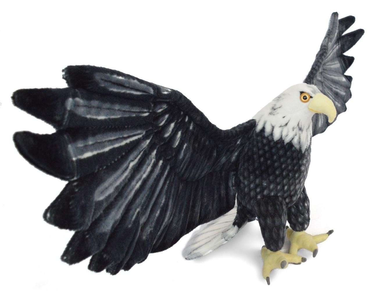 taiga bald eagle information