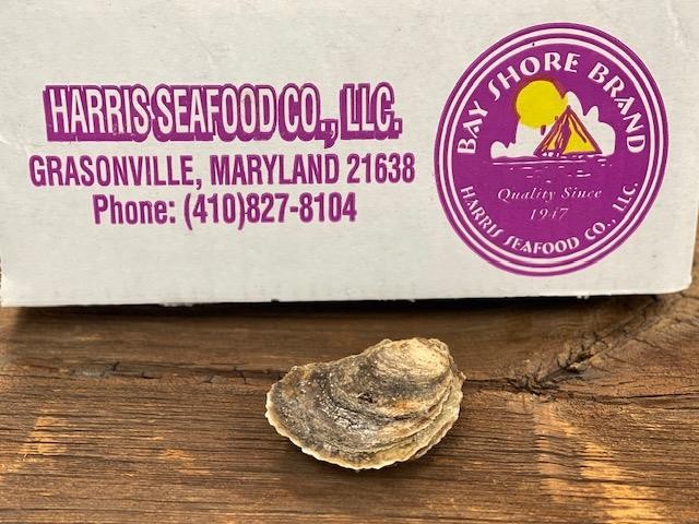 MARYLAND LOCAL OYSTERS