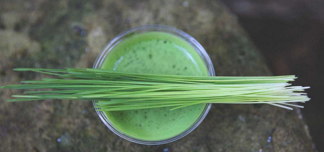 Wheatgrass