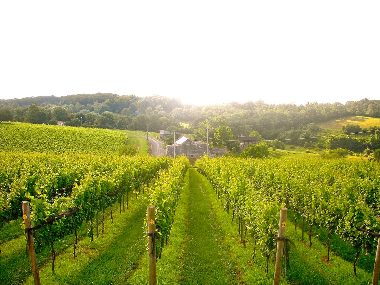 Setter Ridge Vineyards 99 Dietrich Valley Road