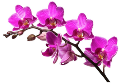 Pim's Thai Orchid Restaurant logo
