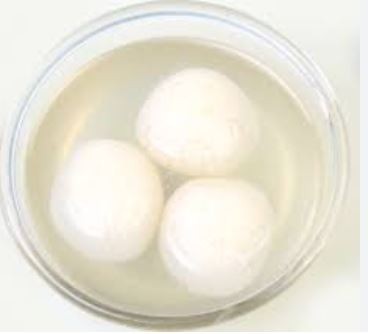 Rasgulla