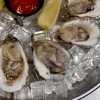 Oysters 20