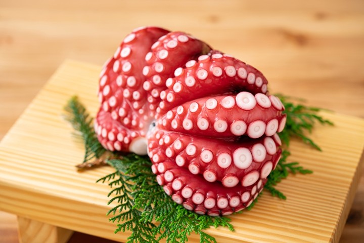 Octopus - Tako