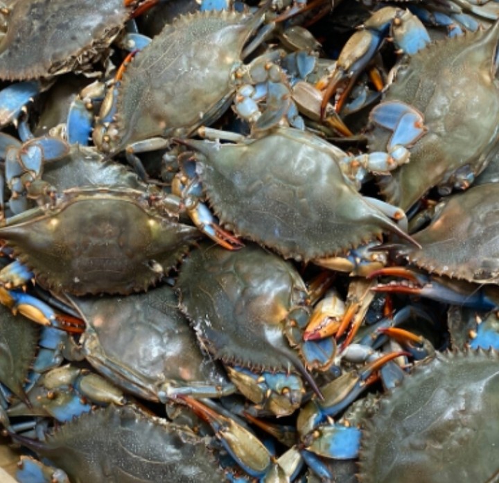#2 Male Live Blue Crab per dozen