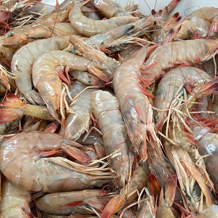 Medium Gulf Shrimp Head Off