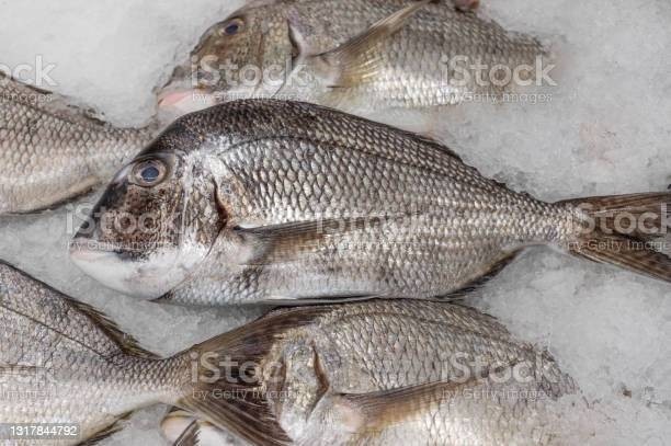 Porgy