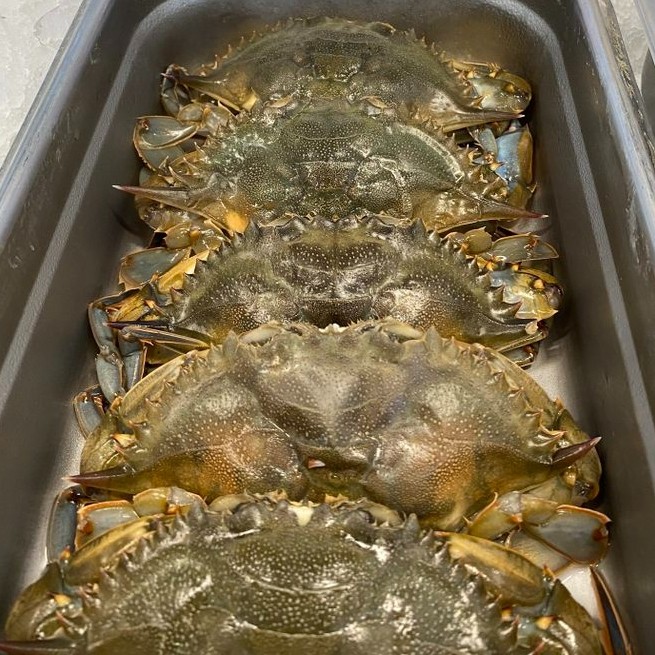 Soft Shell Crabs