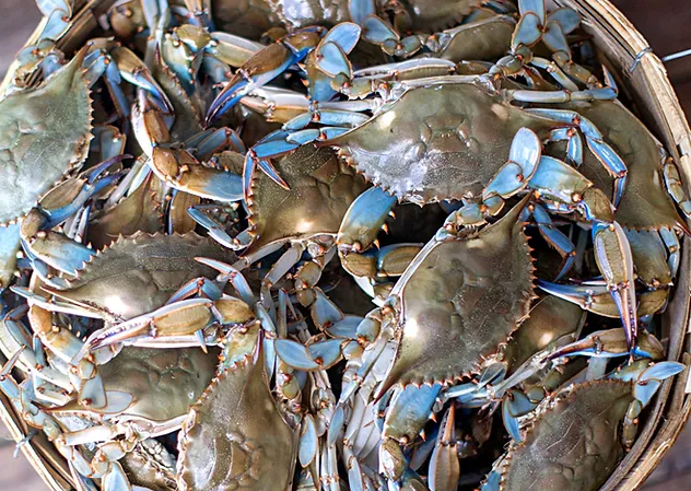 #1 Jimmies Live Blue Crab 1/2 Bushel