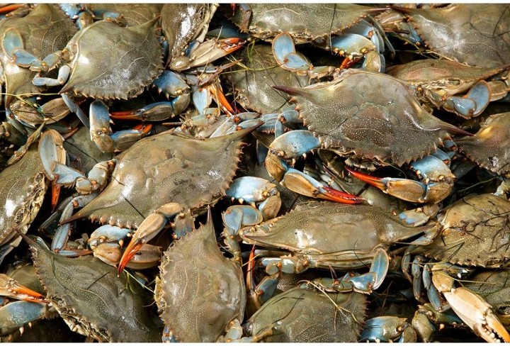 Reserve Live Blue Crab #3 Females