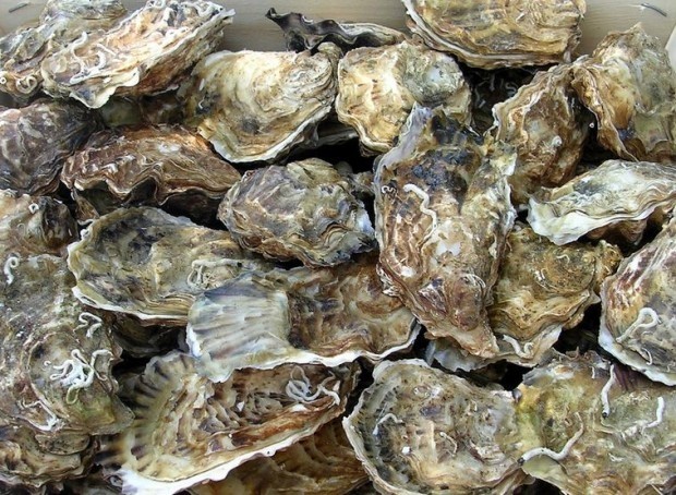 Peck (25) Va Oysters