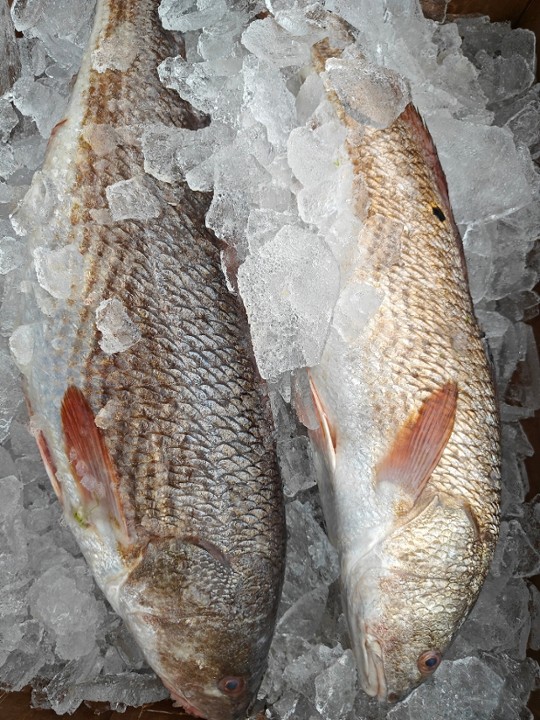 Red Drum (Red Fish)