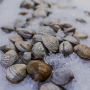 Little Neck Clam 1/2 Dozen