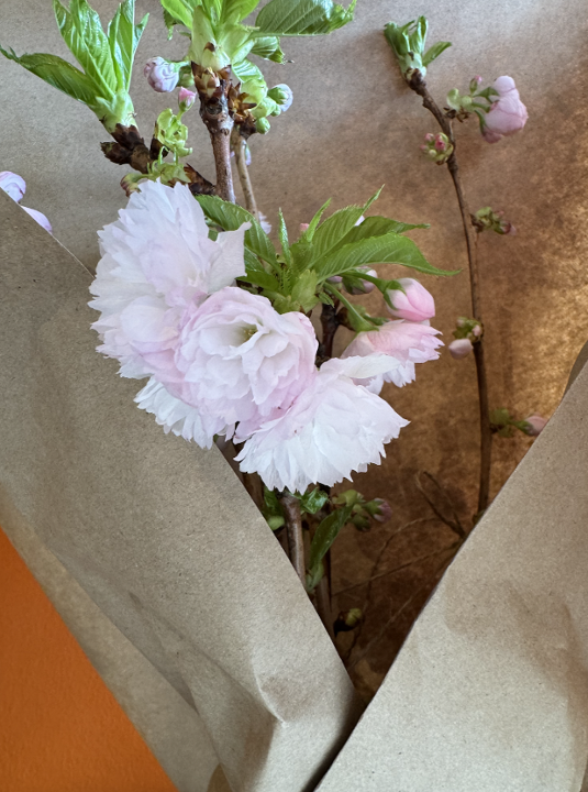 <TODAY ONLY> Sakura Cherry Blossoms Branches