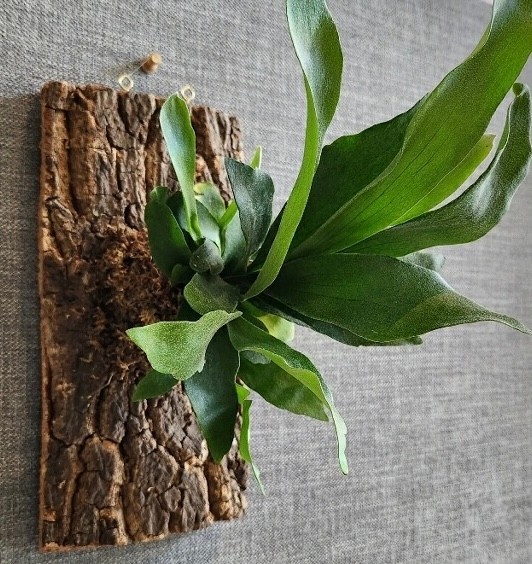 Staghorn Fern Mounting 6/13 (Thur) 7pm