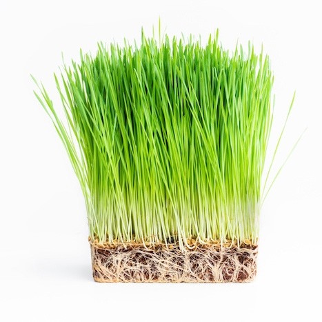 Wheatgrass