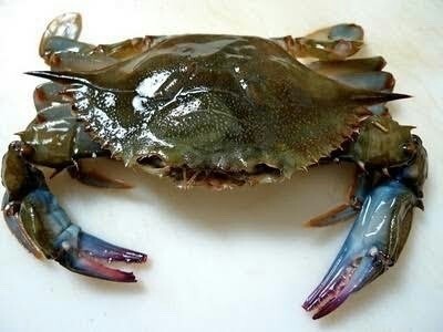 Soft Shell Crab - Whales
