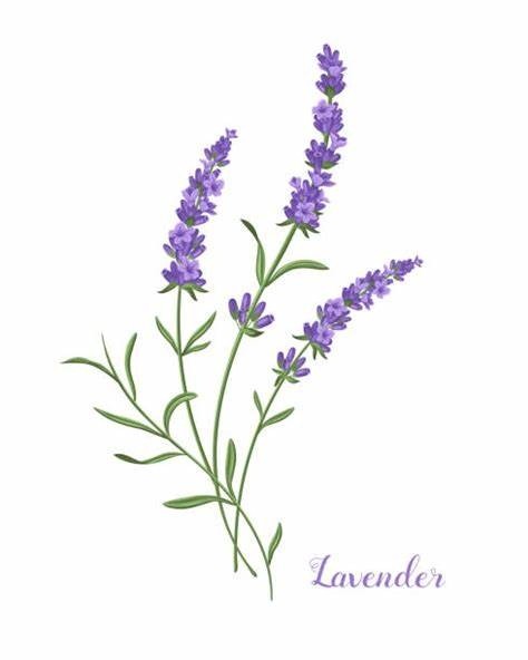 Lavender BT