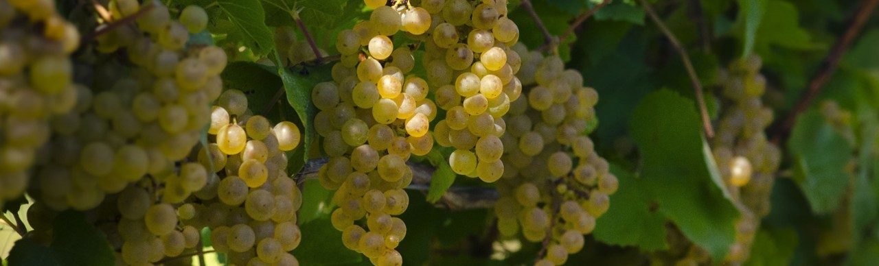 Baci Winery