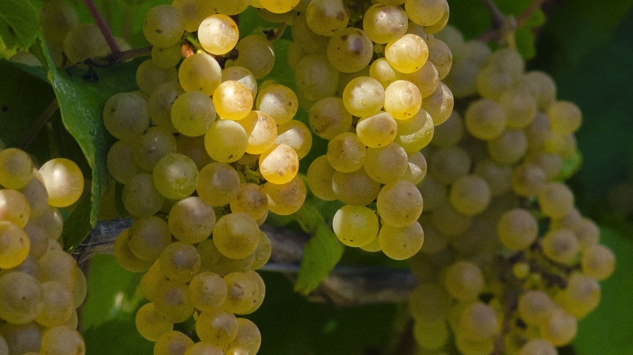 Baci Winery
