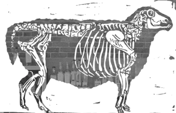 Black Sheep Bellingham