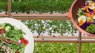 Clayton Farms Salads