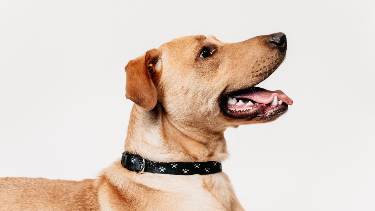 Crossaxe Dog Collars
