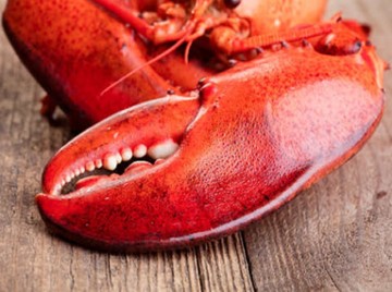 Westbrook Lobster