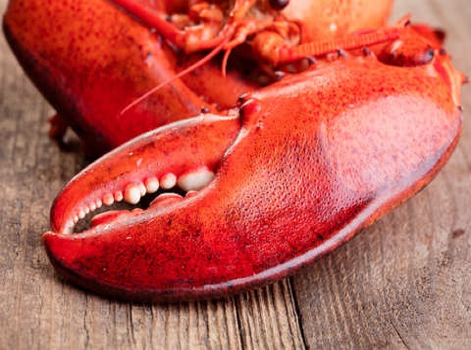 Westbrook Lobster- Wallingford