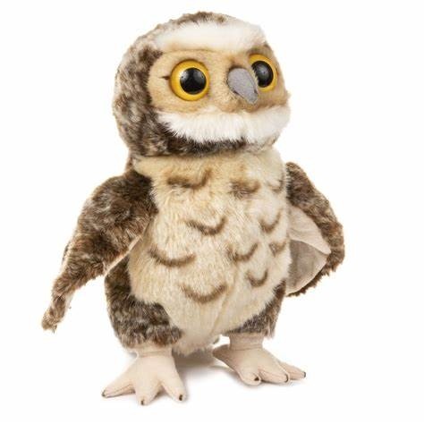 Owl Burrowing