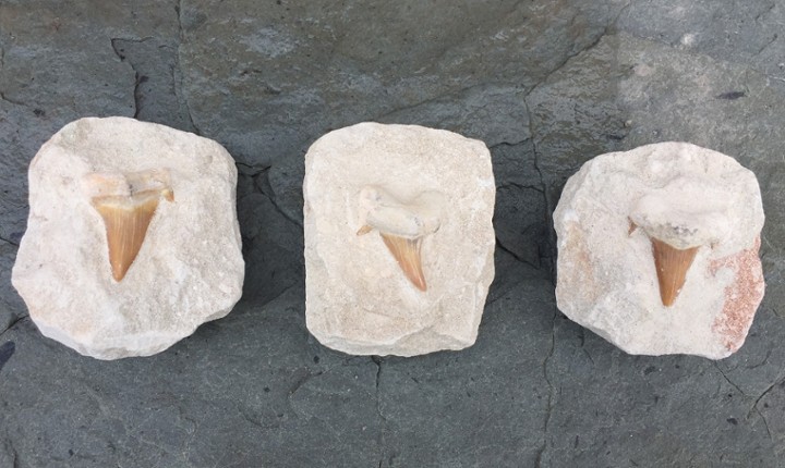 Shark Teeth in Rocks