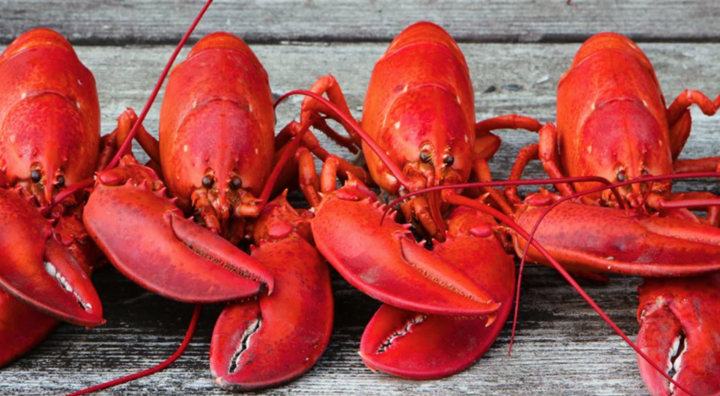 LIVE OR STEAMED MAINE LOBSTER - $ MP - CALL 828-283-0243 FOR MARKET PRICE AND TO PLACE ORDER