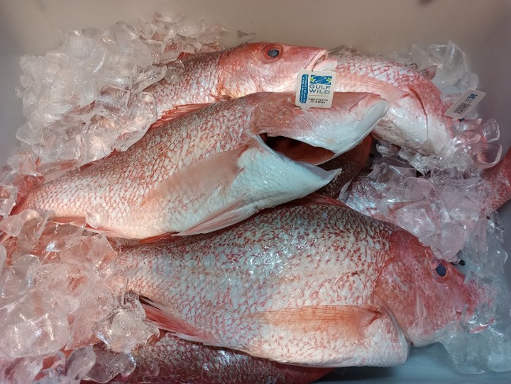 Whole Gulf American Red Snapper
