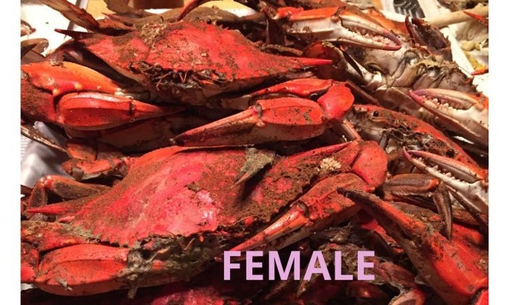 Female Steamed Crabs - Dozen