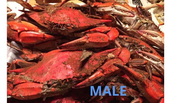 Male Steamed Crabs - Dozen