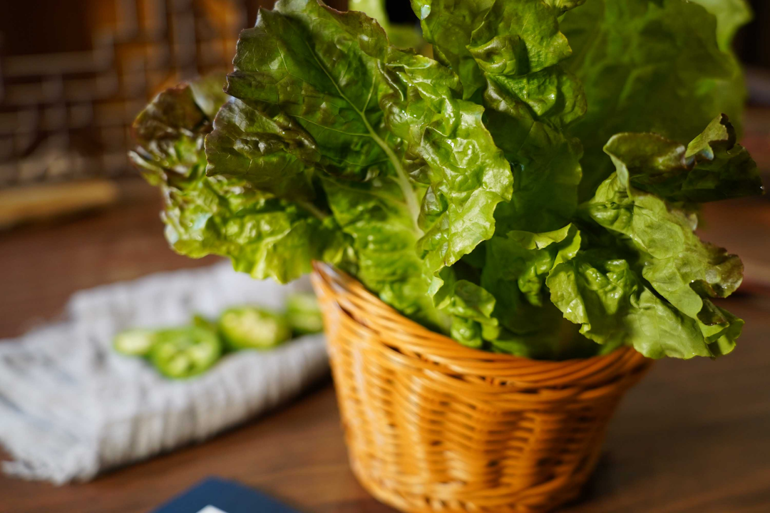 生菜Lettuce