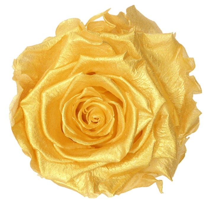 Preserved Ecuador Roses - Gold