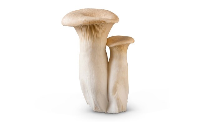 Royal Trumpet Mushrooms