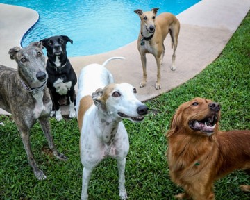 BarkHaven | 724 Brookhaven Dr