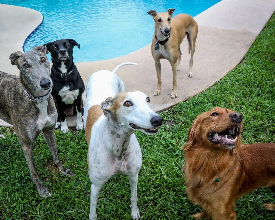 BarkHaven | 724 Brookhaven Dr